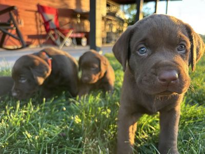 AKC Chocolate Lab Puppies