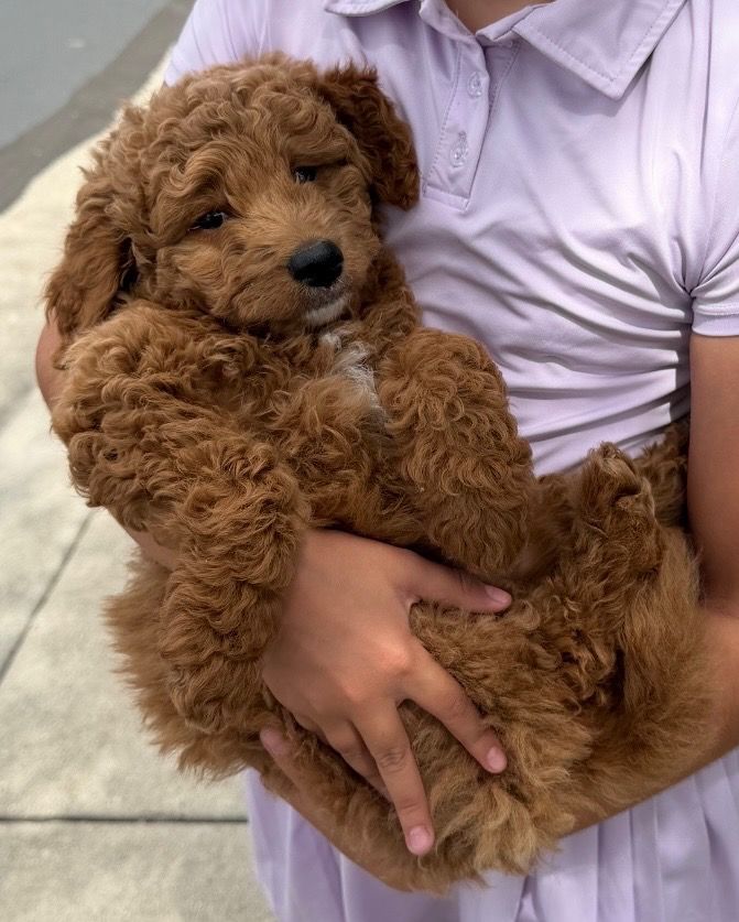Mini Golden Doodle 