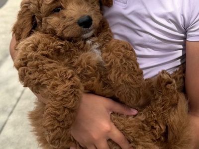Mini Golden Doodle