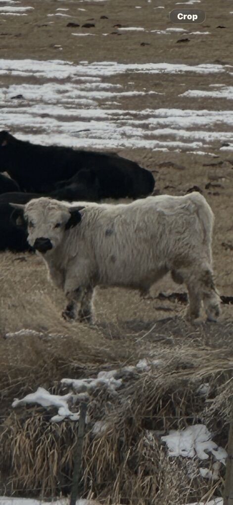 One Year Old Highland Bull