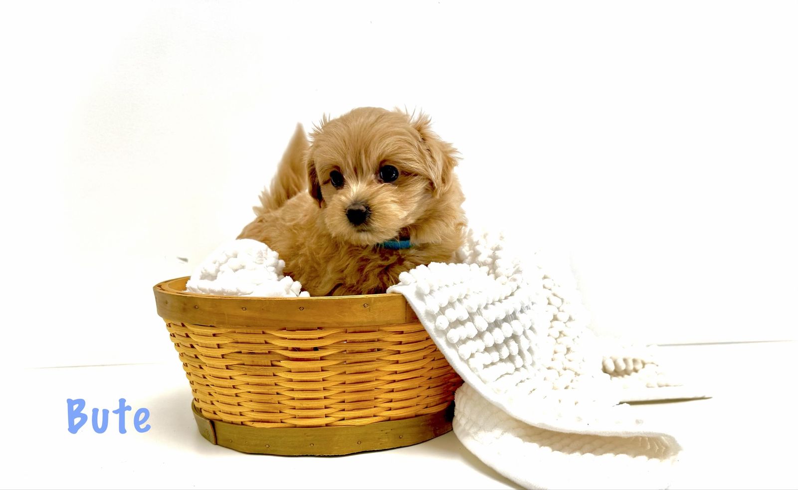 Perfect Pomapoo Puppy (m) 9 weeks-adorable-tiny!