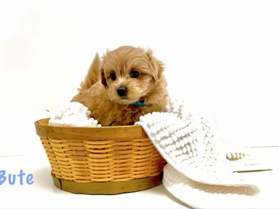 Perfect Pomapoo Puppy (m) 9 weeks-adorable-tiny!