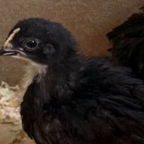 Black copper Maran chicks three weeks old