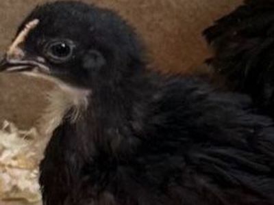 Black copper Maran chicks three weeks old