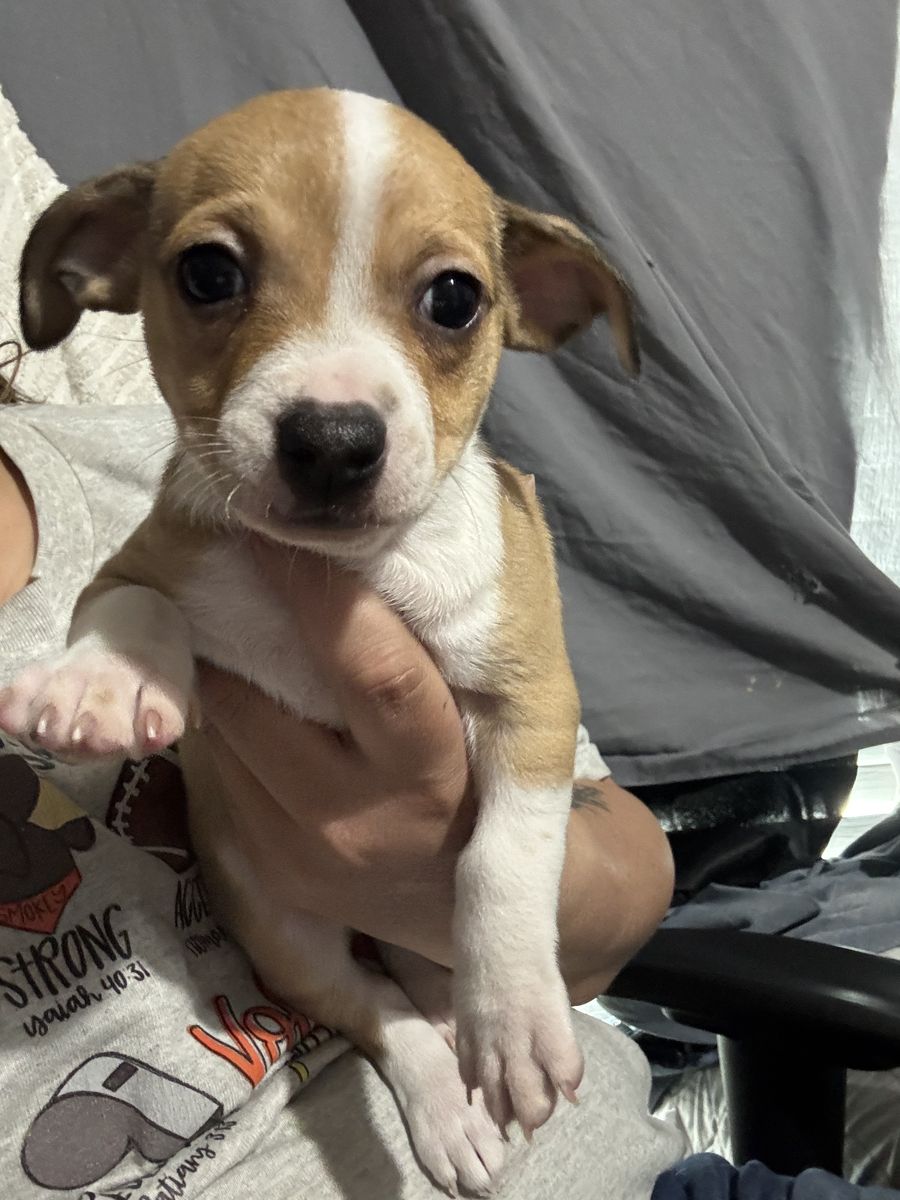 Chihuahua Dachshund Mix Puppies. $ 300