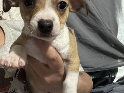 Chihuahua Dachshund Mix Puppies. $ 300