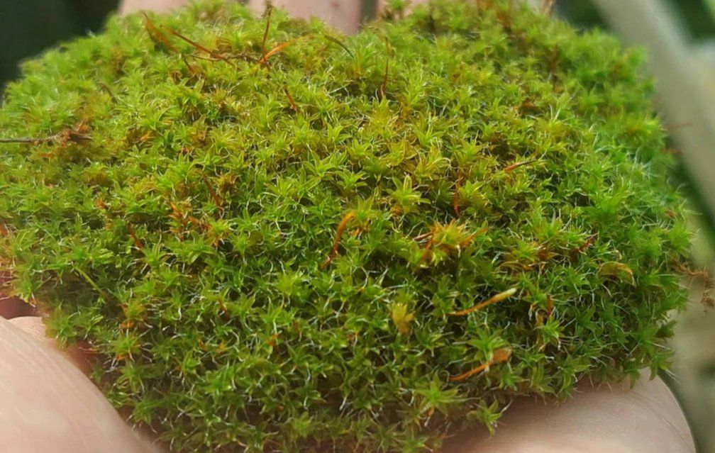 Moss! Moss and more moss!!