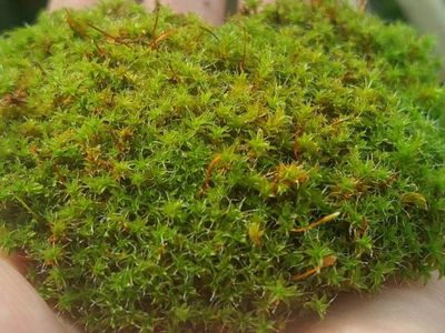 Moss! Moss and more moss!!