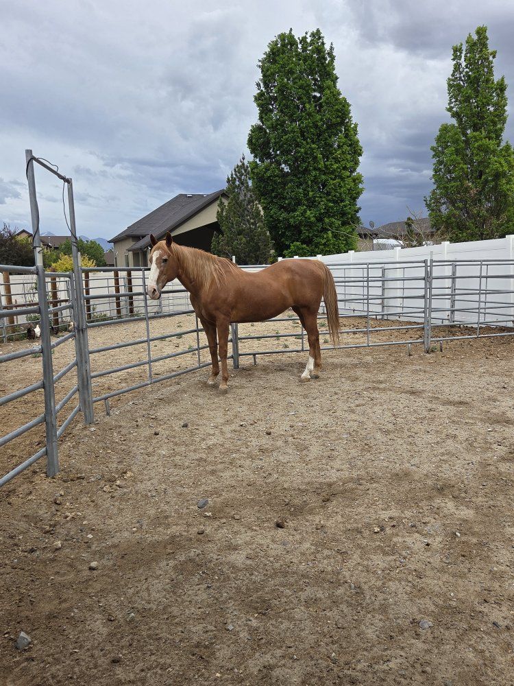 iso horse boarding