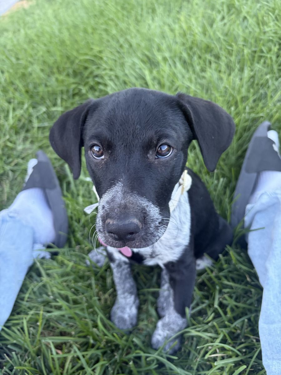 Female Blue Heeler Catahoula Puppy with Crate and Supplies. 10 weeks old 