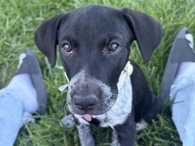Female Blue Heeler Catahoula Puppy with Crate and Supplies. 10 weeks old