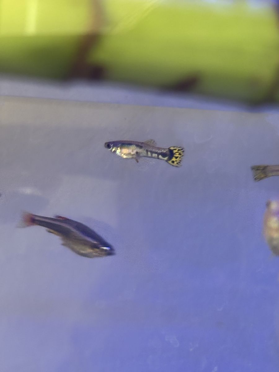 2 Male Guppies