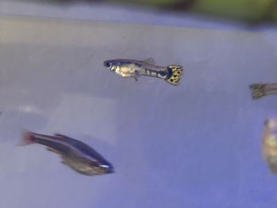 2 Male Guppies