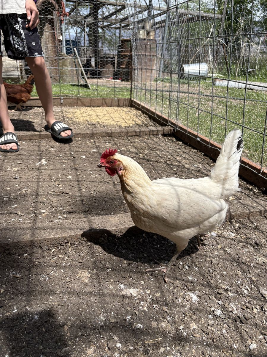 Young chickens