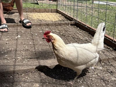 Young chickens