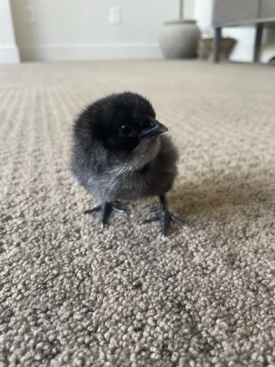 Free Silkie Mix chicks