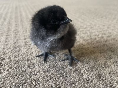 Free Silkie Mix chicks