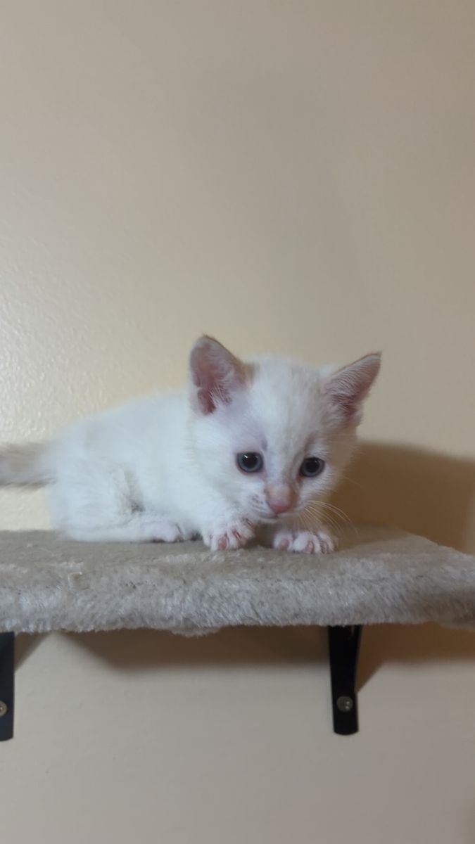 Female Munchkin Kitten (White)