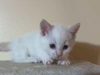 Female Munchkin Kitten (White)