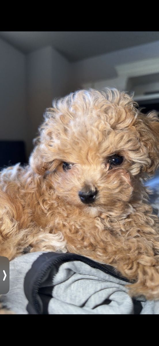 Adorable micro mini teacup Bichon Frise Puppy - Ready for a Loving Home!