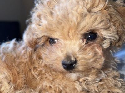 Adorable micro mini teacup Bichon Frise Puppy - Ready for a Loving Home!