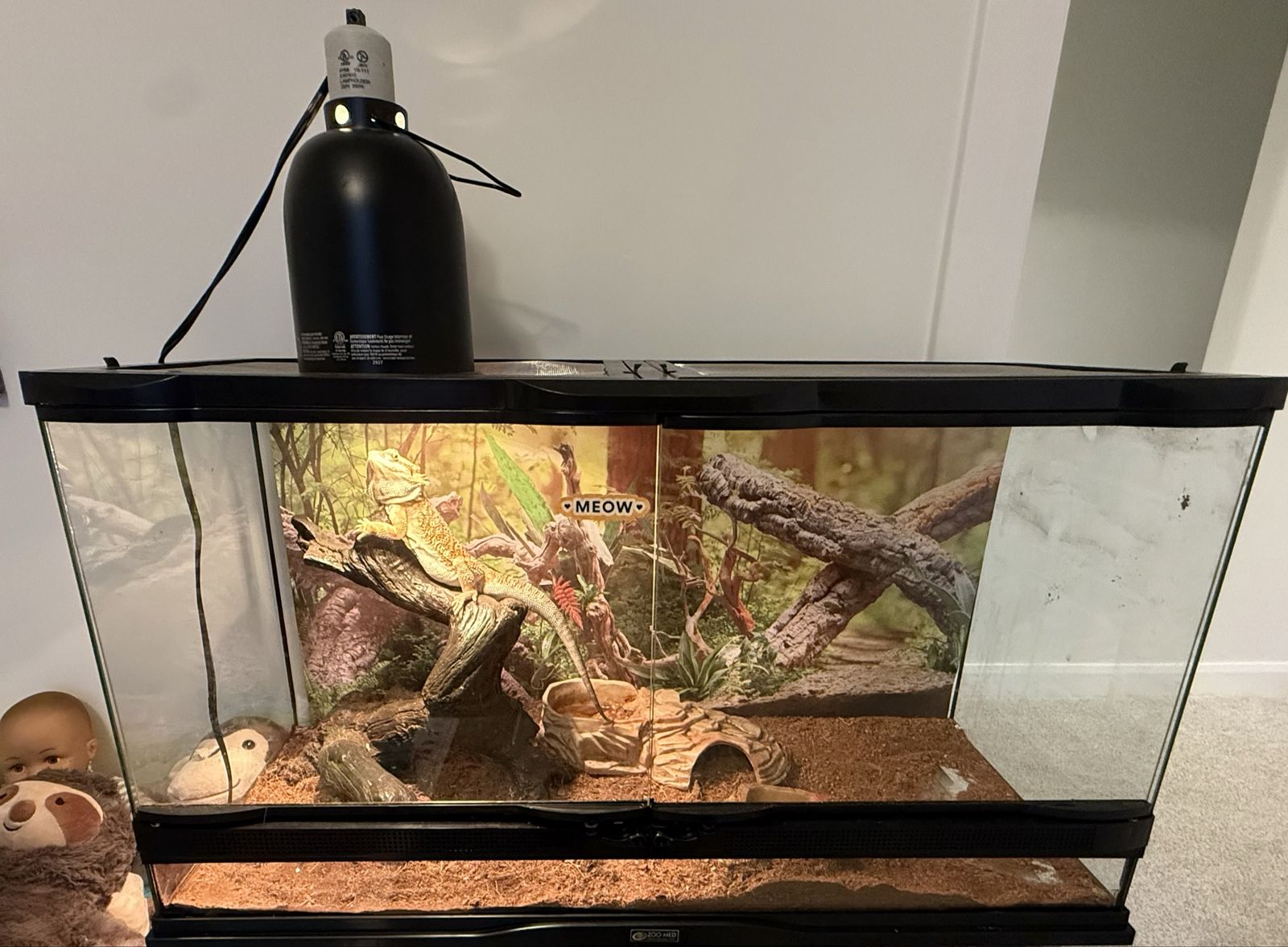 1-Year-Old Bearded Dragon + Complete Setup 