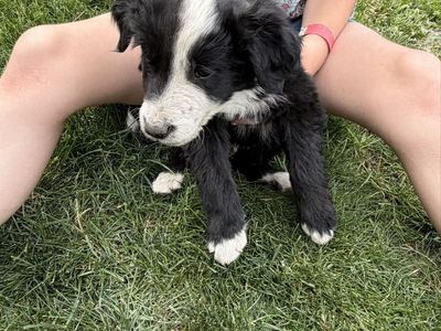 Border collie, Australian Shepherd, puppies