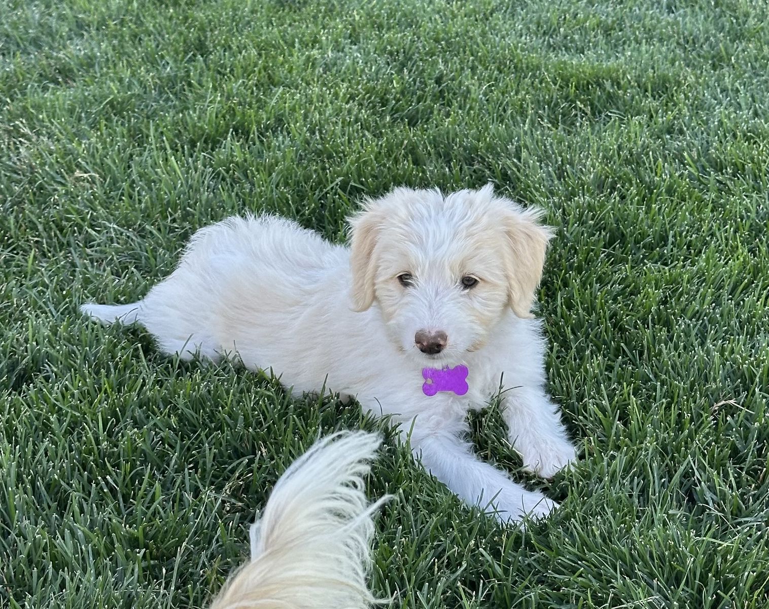 Aussie Doodle Puppies