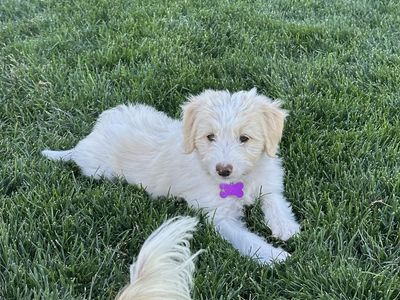 Aussie Doodle Puppies