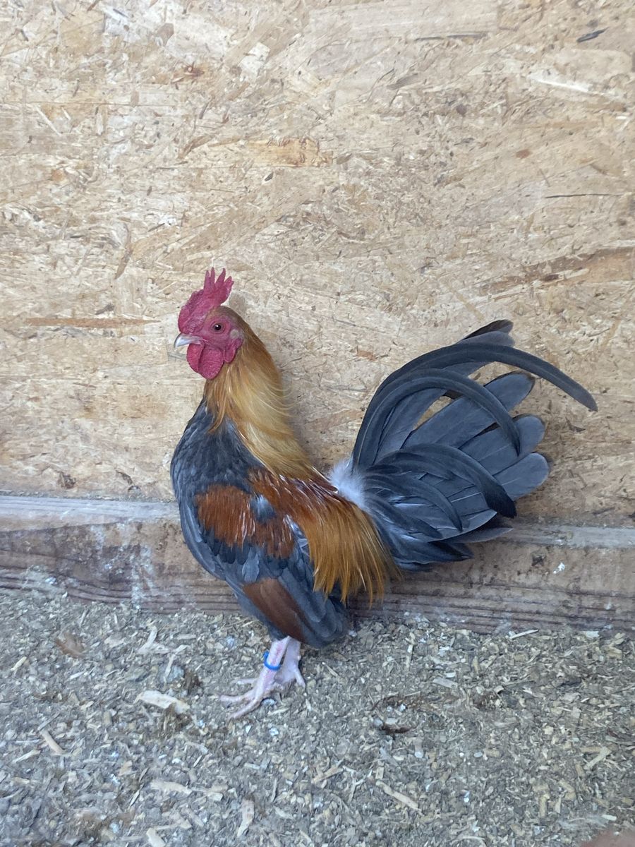 Blue wheaten Old English game bantam rooster