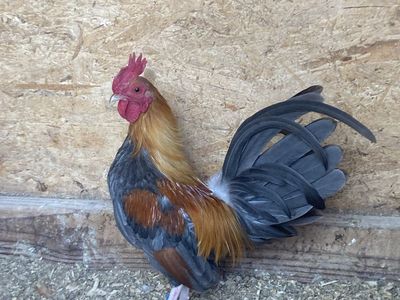 Blue wheaten Old English game bantam rooster