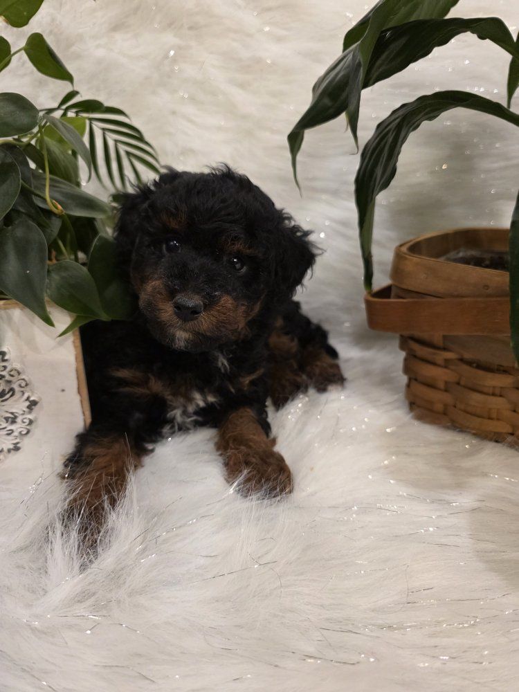 AKC Male Toy Poodle