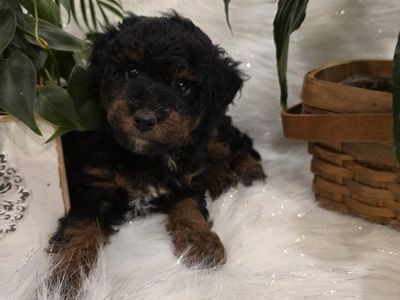 AKC Male Toy Poodle