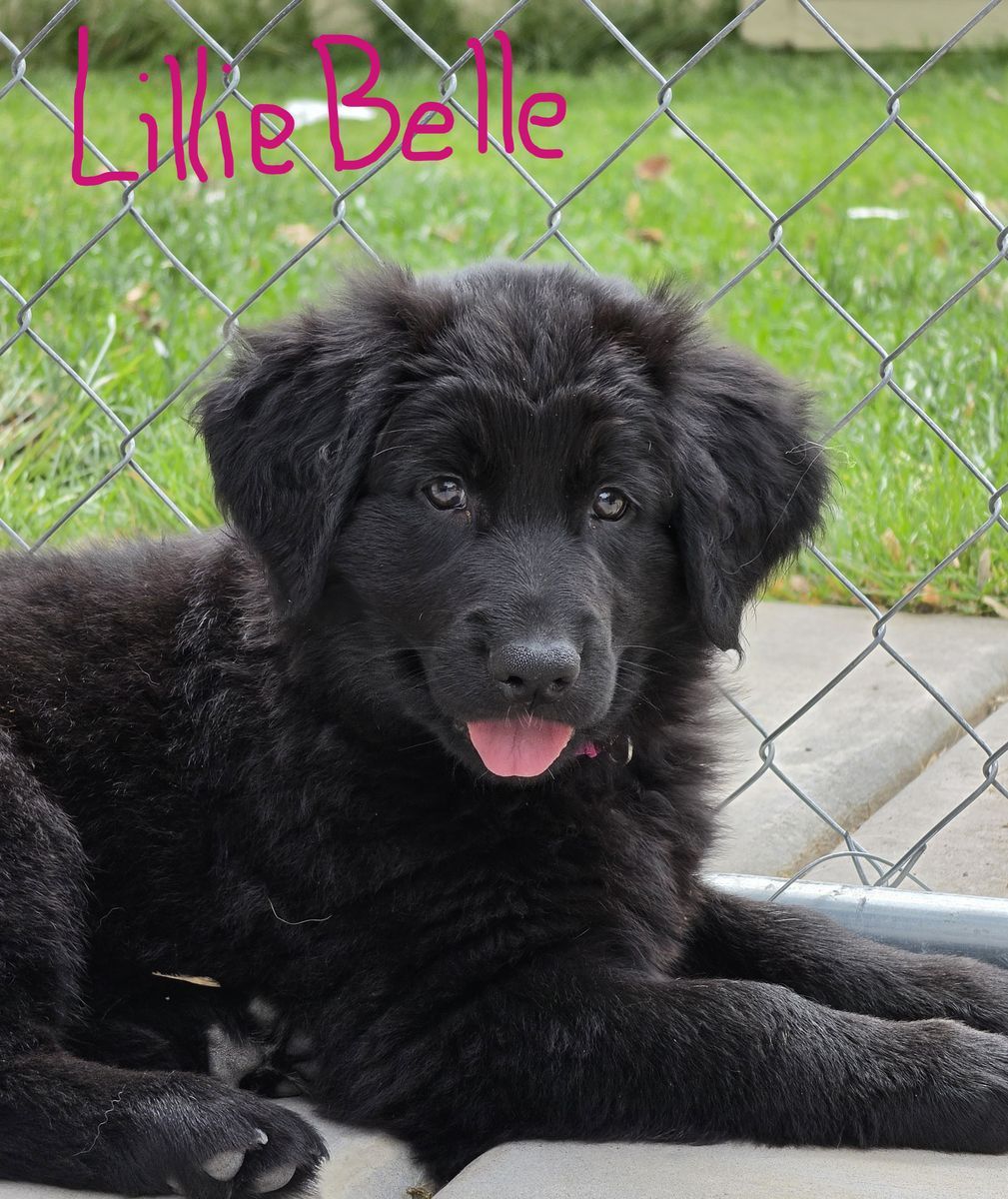8 week old Golden Retriever / German Shepherd Puppies!