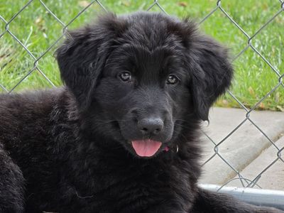 8 week old Golden Retriever / German Shepherd Puppies!