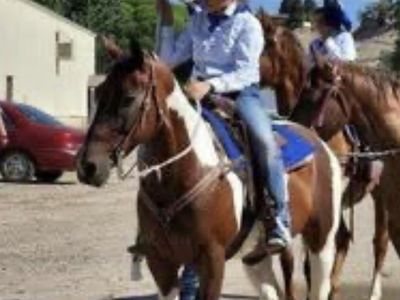 18 Year Old paint Mare