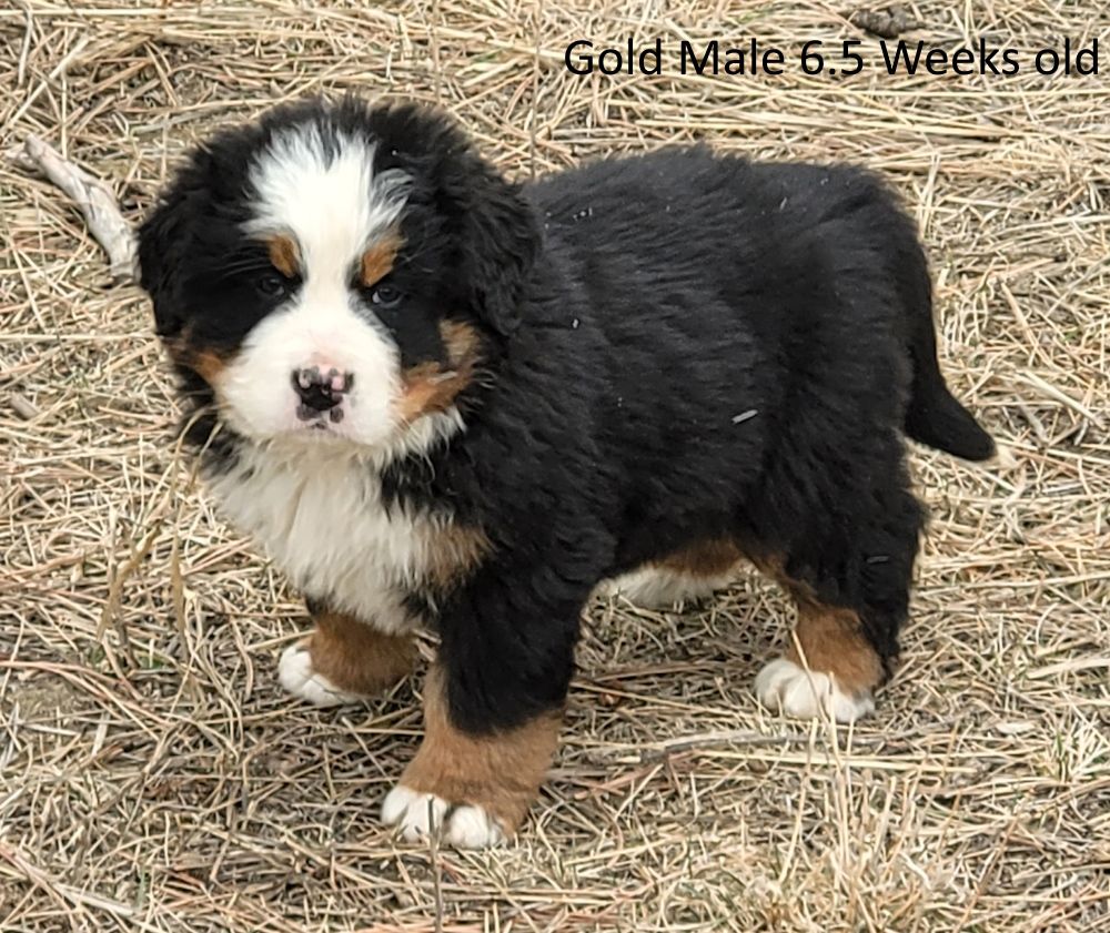 Bernese Mountain Dog Puppies, AKC, European Import Lines