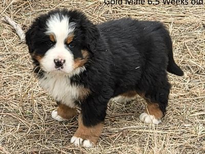 Bernese Mountain Dog Puppies, AKC, European Import Lines