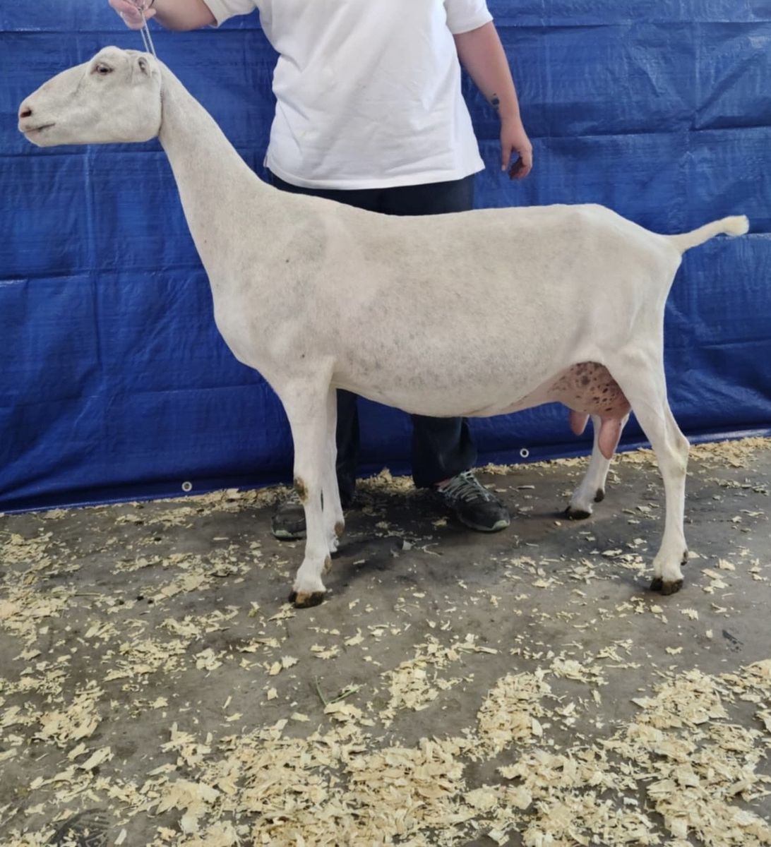 ADGA pregnant Lamancha Doe Dairy Milk goat