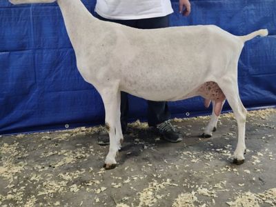 ADGA pregnant Lamancha Doe Dairy Milk goat