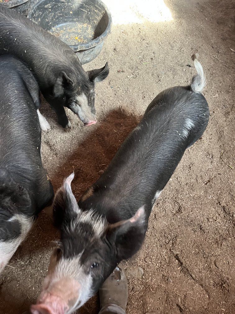 Purebred Berkshire Piglets