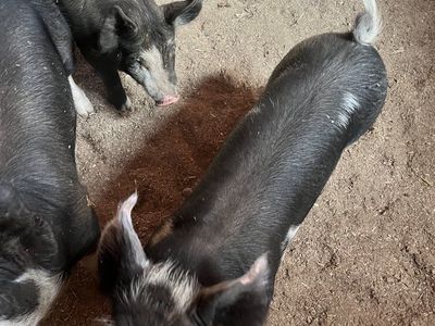 Purebred Berkshire Piglets