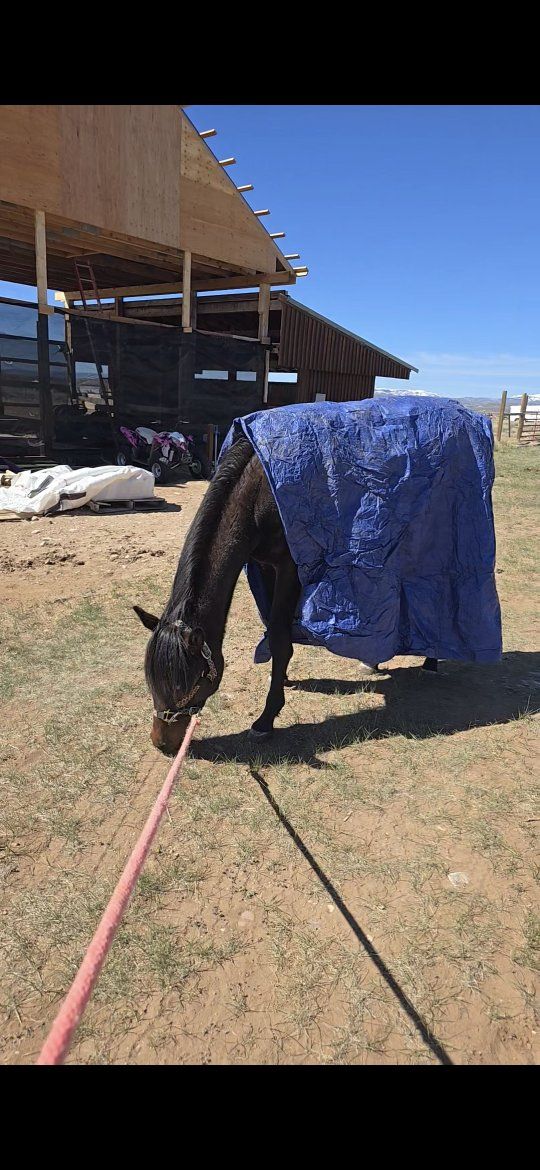 Hancock Ta French AQHA Filly