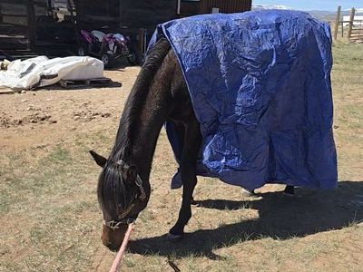 Hancock Ta French AQHA Filly