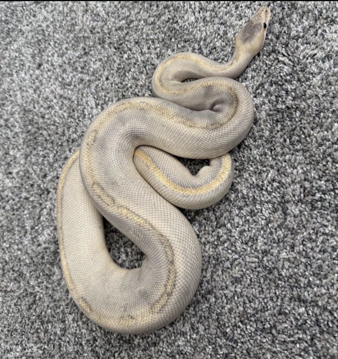 Female Mimosa Ball Python
