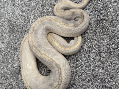 Female Mimosa Ball Python