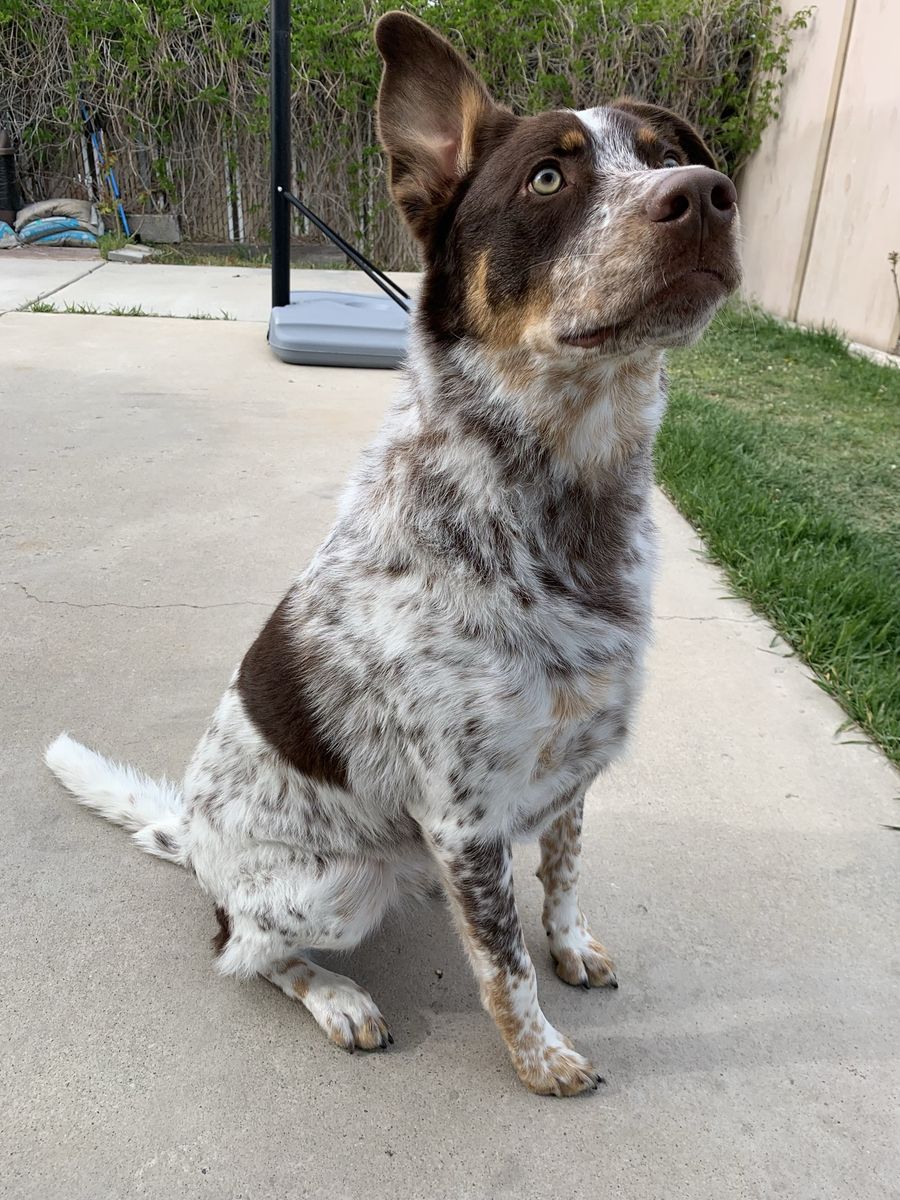 Looking for a loving home 