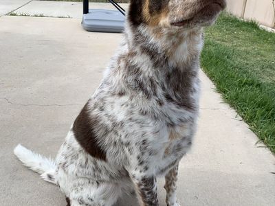 Looking for a loving home