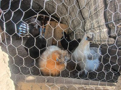 laying Silkie Chickens - Assorted Colors