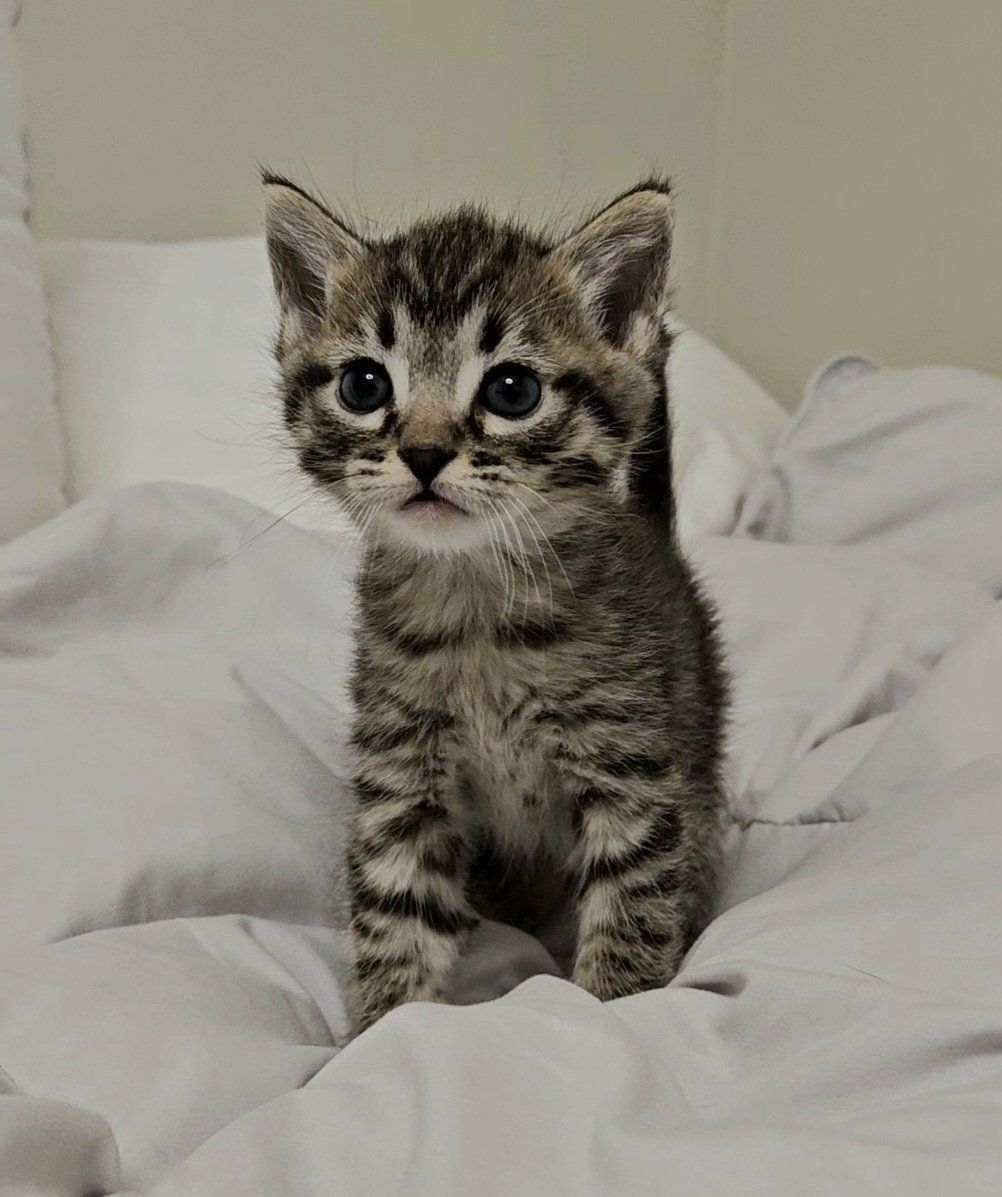 Kitten for sale!